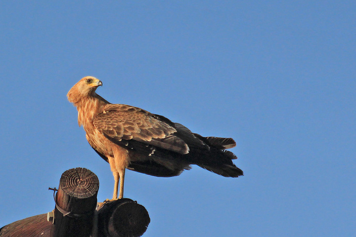 South Africa - Bird ID request