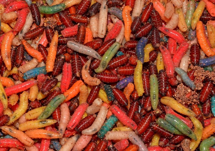 Maggots