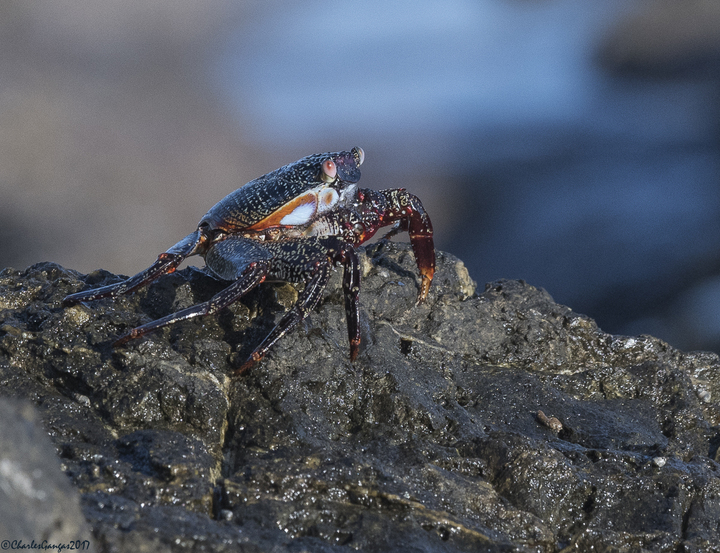 Crustacean ID?