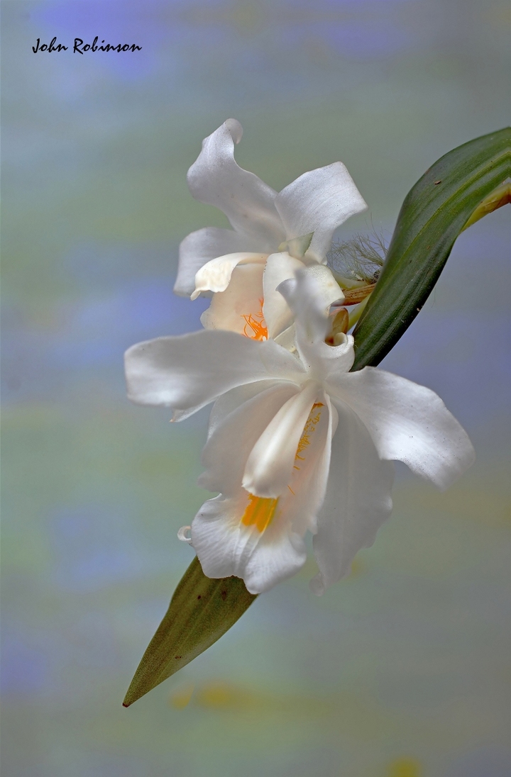 Coelogyne cristata