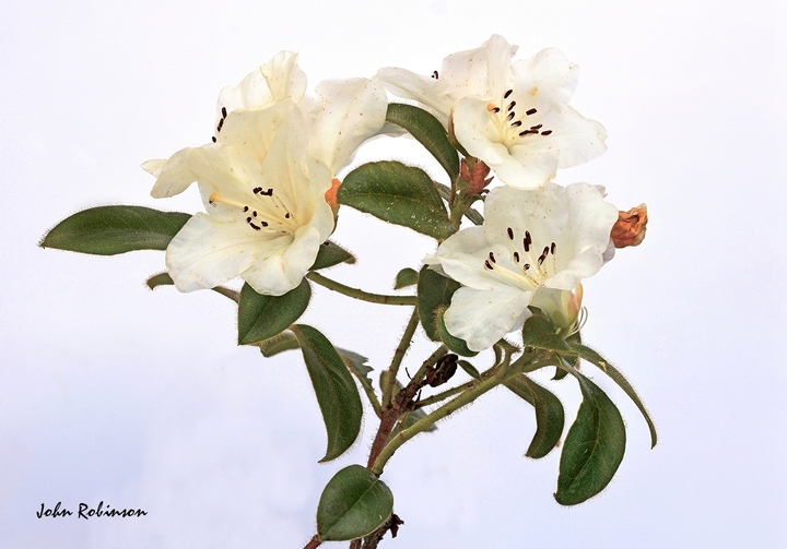 Rhododendron