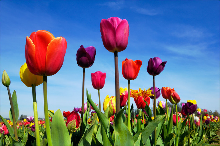 Tulip Festivals
