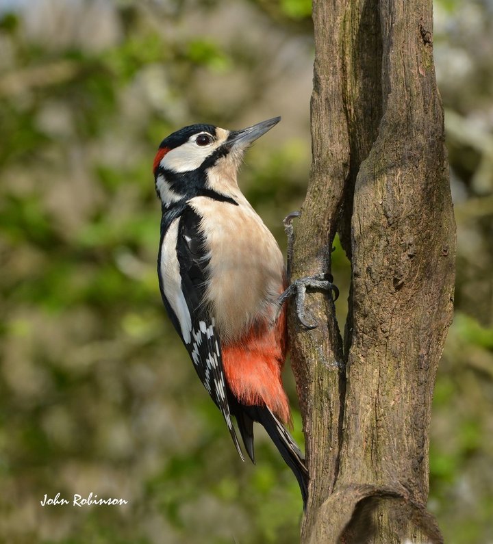 Greater Spotted Woody