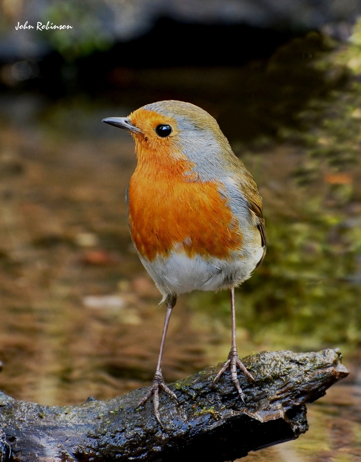 Robin