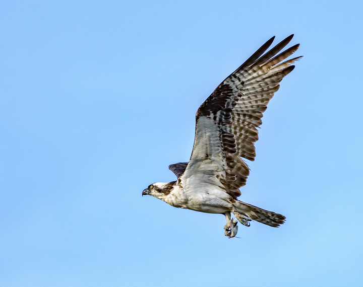Osprey feeding