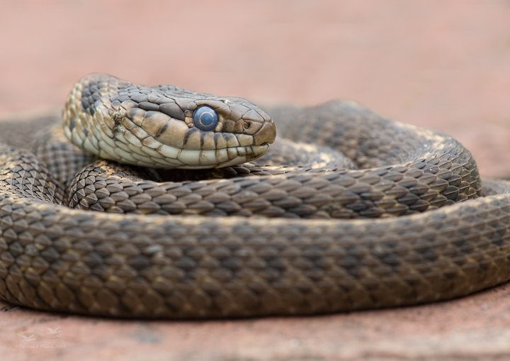 Snake ID