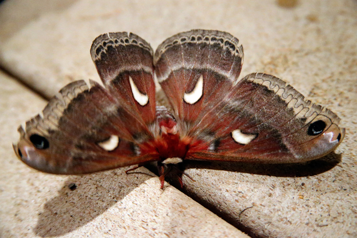 Moth ID Help?