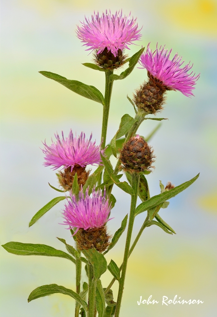 Knapweed