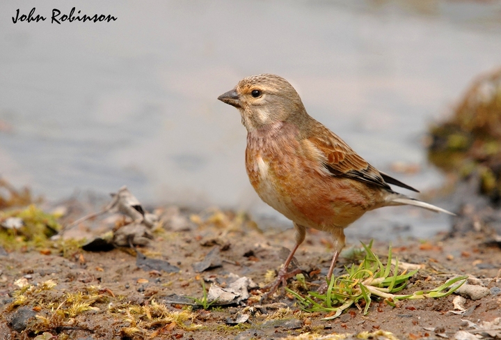 Linnet Male