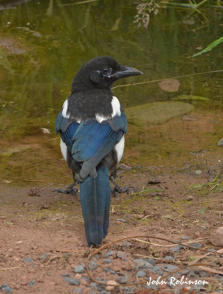 One for Sorrow