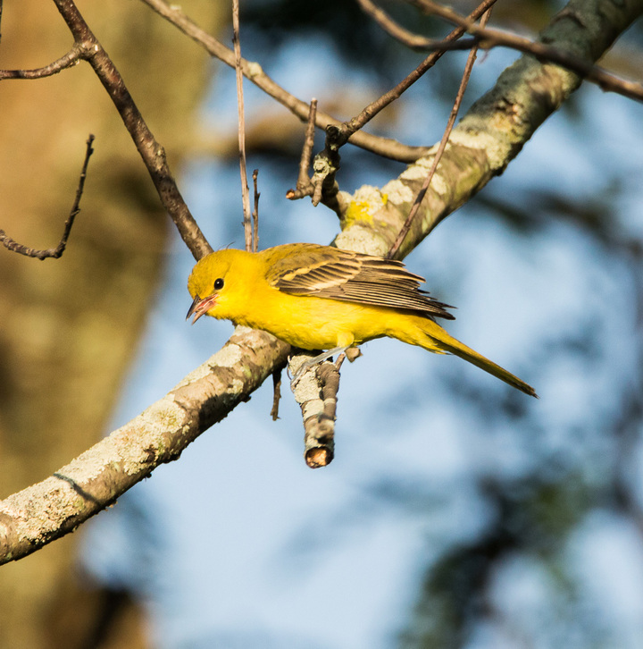 Yellow bird ID please