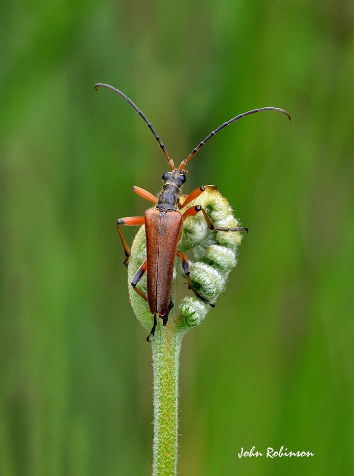Long horn beetle