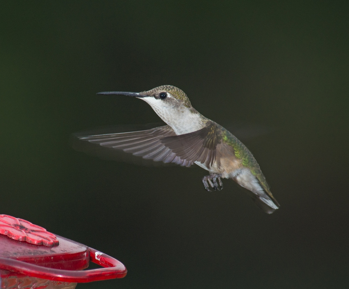 First results of inflight hummingbird photography