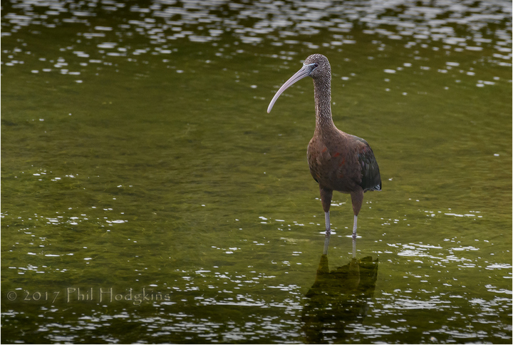 ID please