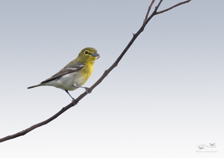 Yellow-throated Vireo Sky Replacement