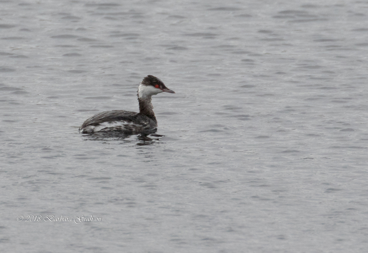 Horned Grebe