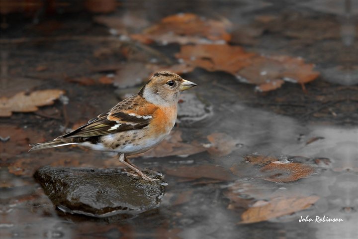 Brambling at pool