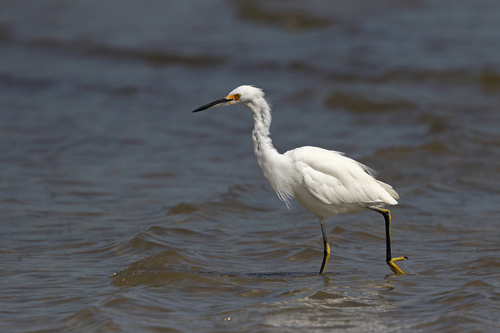 Snowy Egret Plumage Question