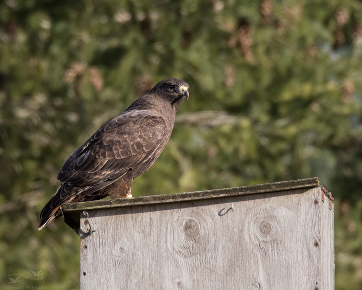 Dark Phase Red-tailed Hawk