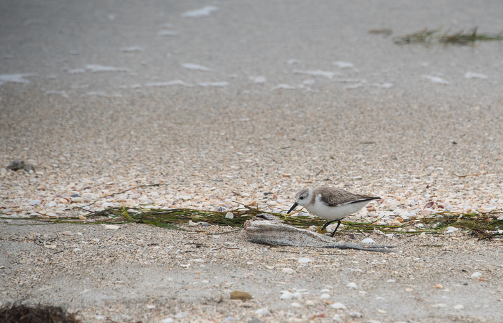 Sanderling/Black Bellied Plover?