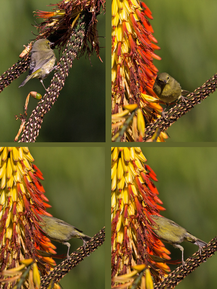 Orange Crowned Warbler? Or something else?