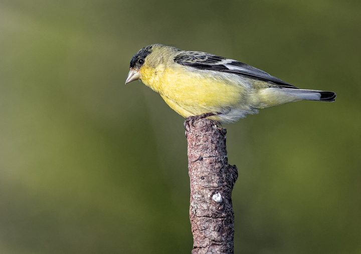 Lesser Goldfinch?