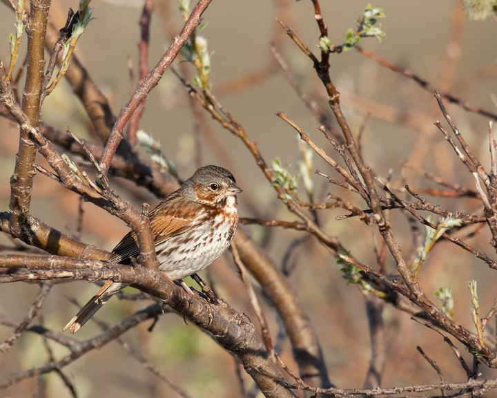 Fox Sparrow?