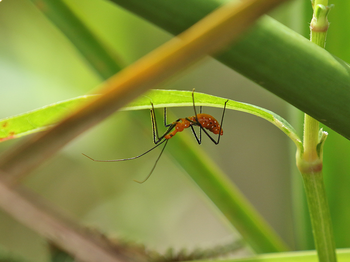 What IS this bug?