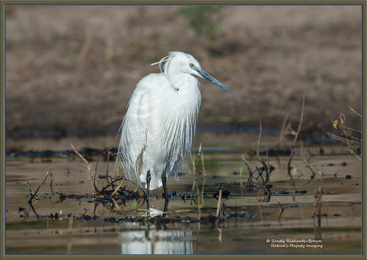 ID,  please - Namibia
