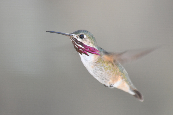 Calliope Hummingbirds