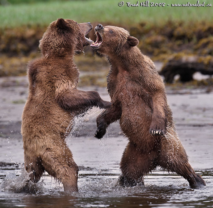 Jaws, Paws, & Claws!