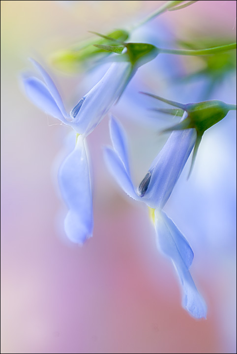 Lobelia Dream