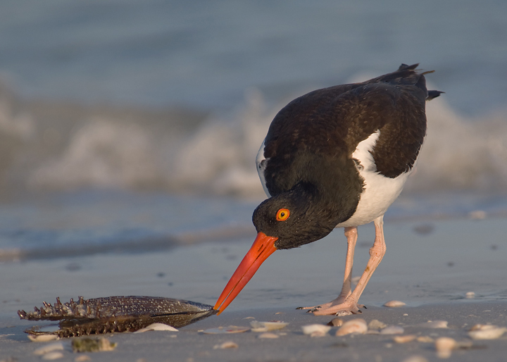 American Oystercatcher