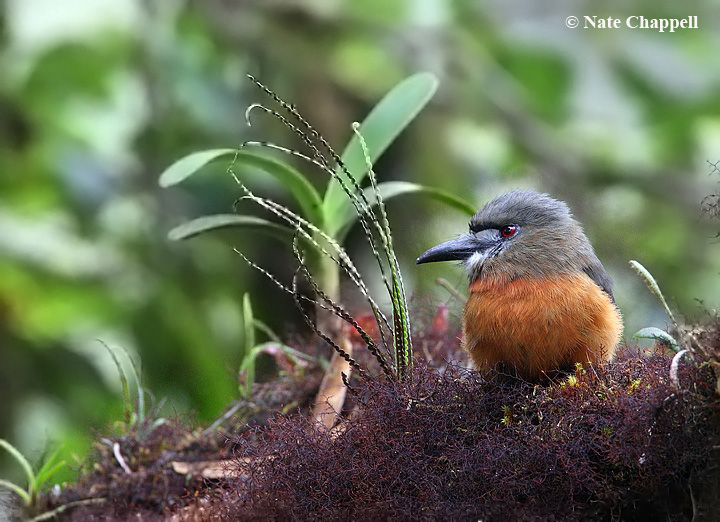 White-faced Nunbird