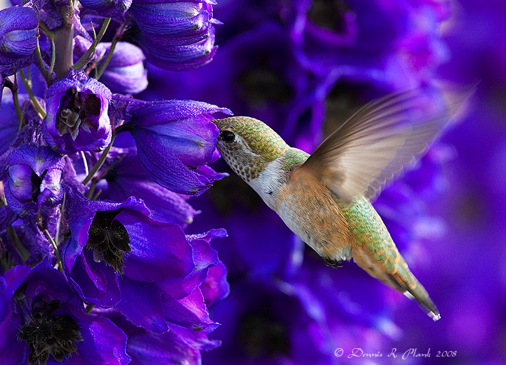 Rufous Hummingbird at breakfast