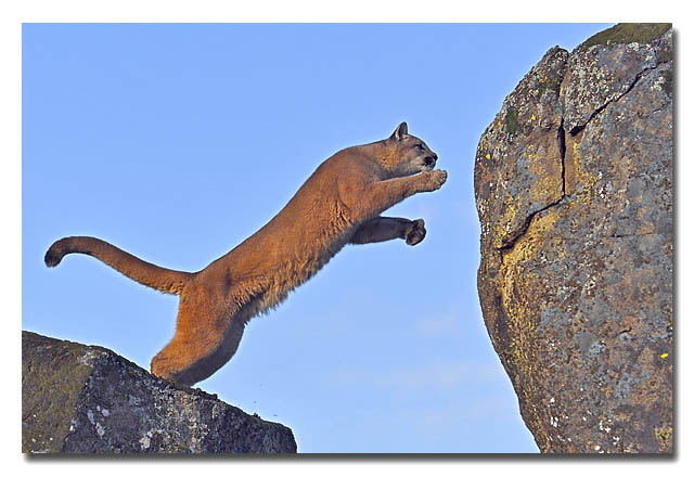 Mountain Lion (C)