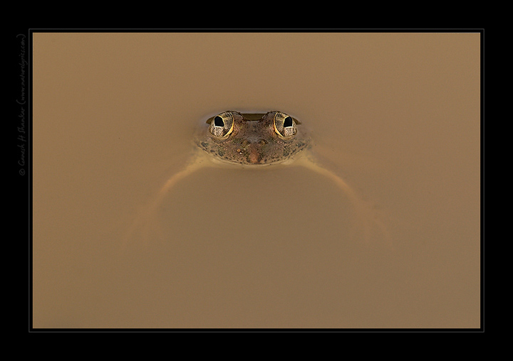 Frog - a perspective