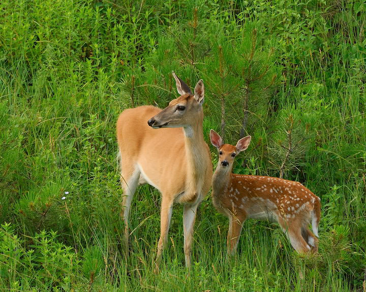 Whitetail: Mother & Child