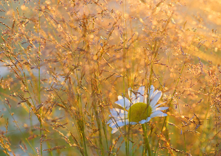evening glow