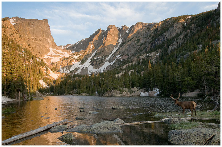 Elk on Dream Lake