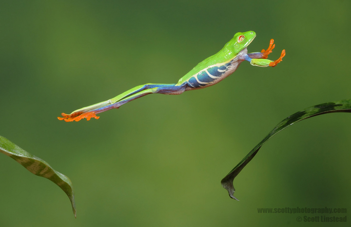 Red-Eyed Tree Frog in Flight