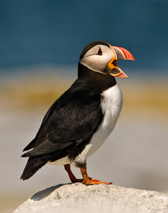 Atlantic Puffin