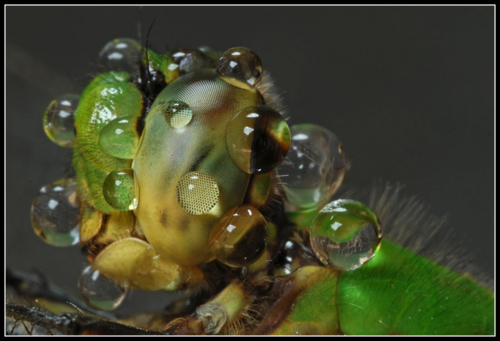 Dragonfly's Head