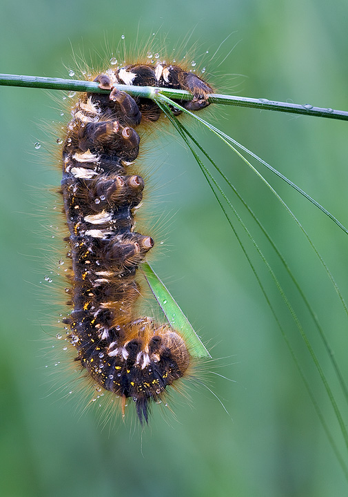 Drinker eating blade of grass