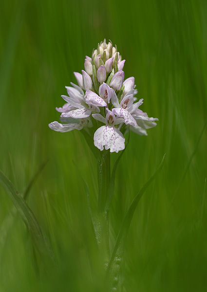 Heath Spotted Orchid