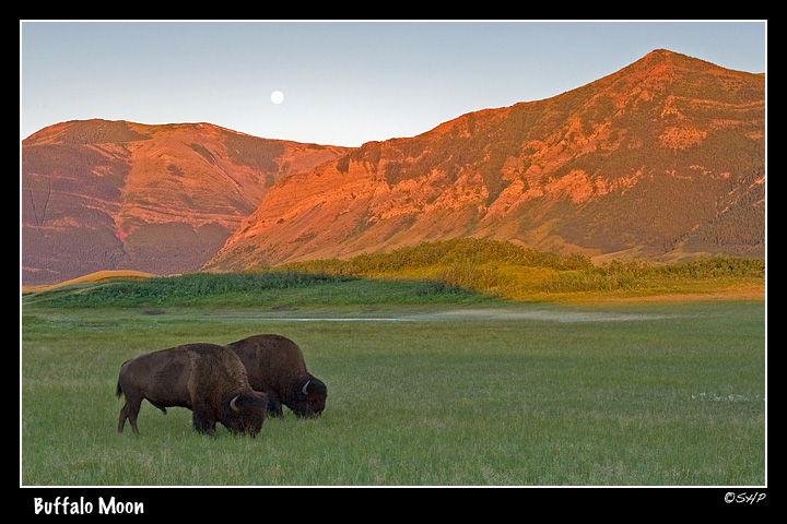 Buffalo and Full Moon