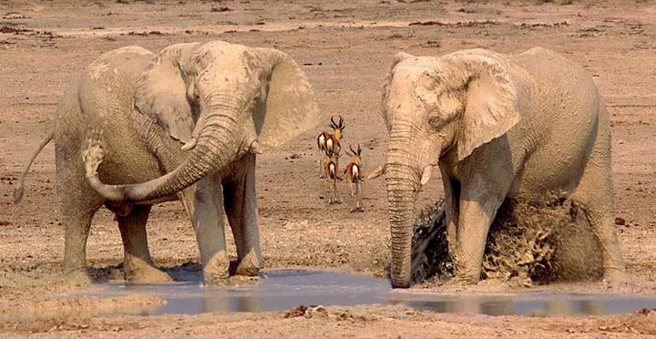elephants bath