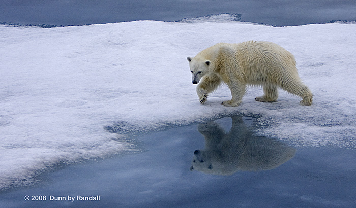 WC #343 - Artic Reflections