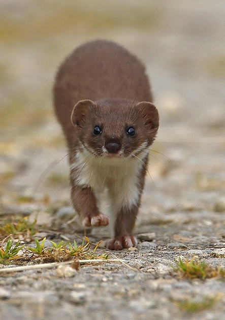Weasel ( UK )