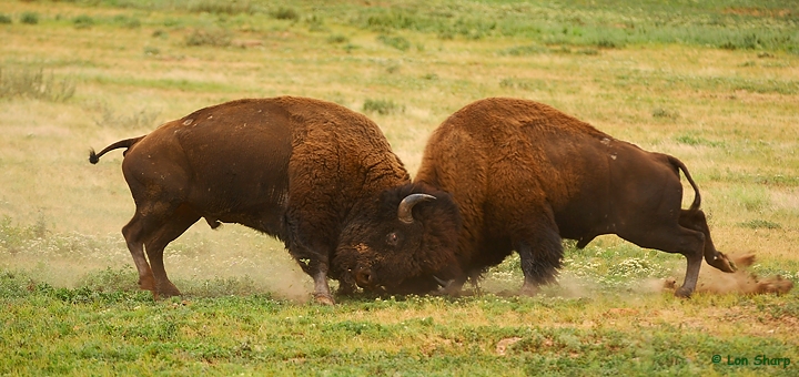 Serious Conflict